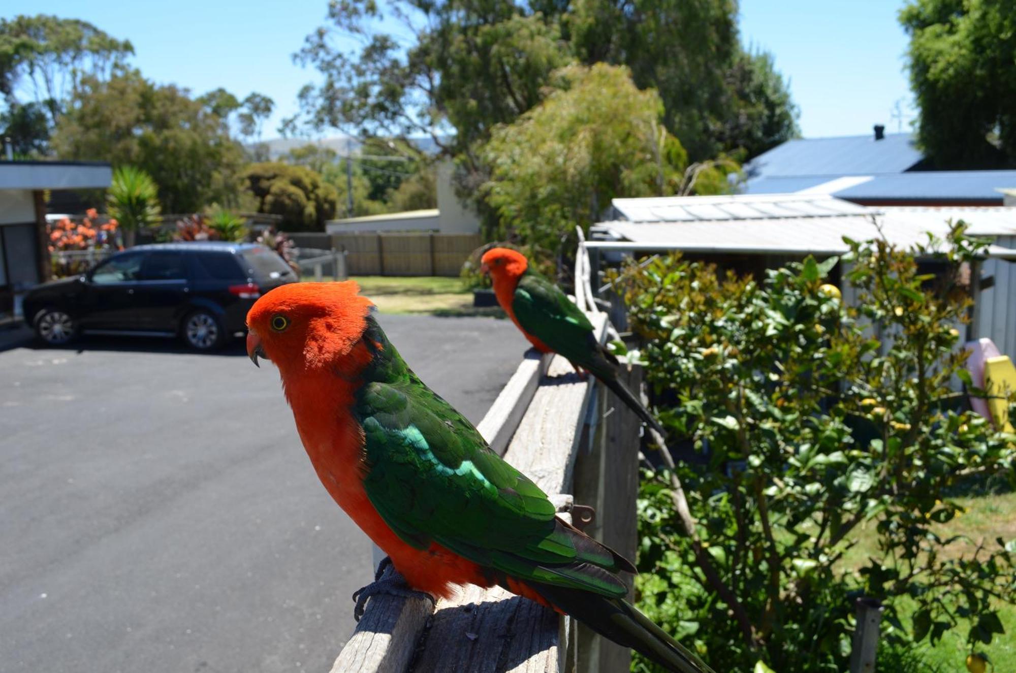 Motel Marengo Apollo Bay Dış mekan fotoğraf