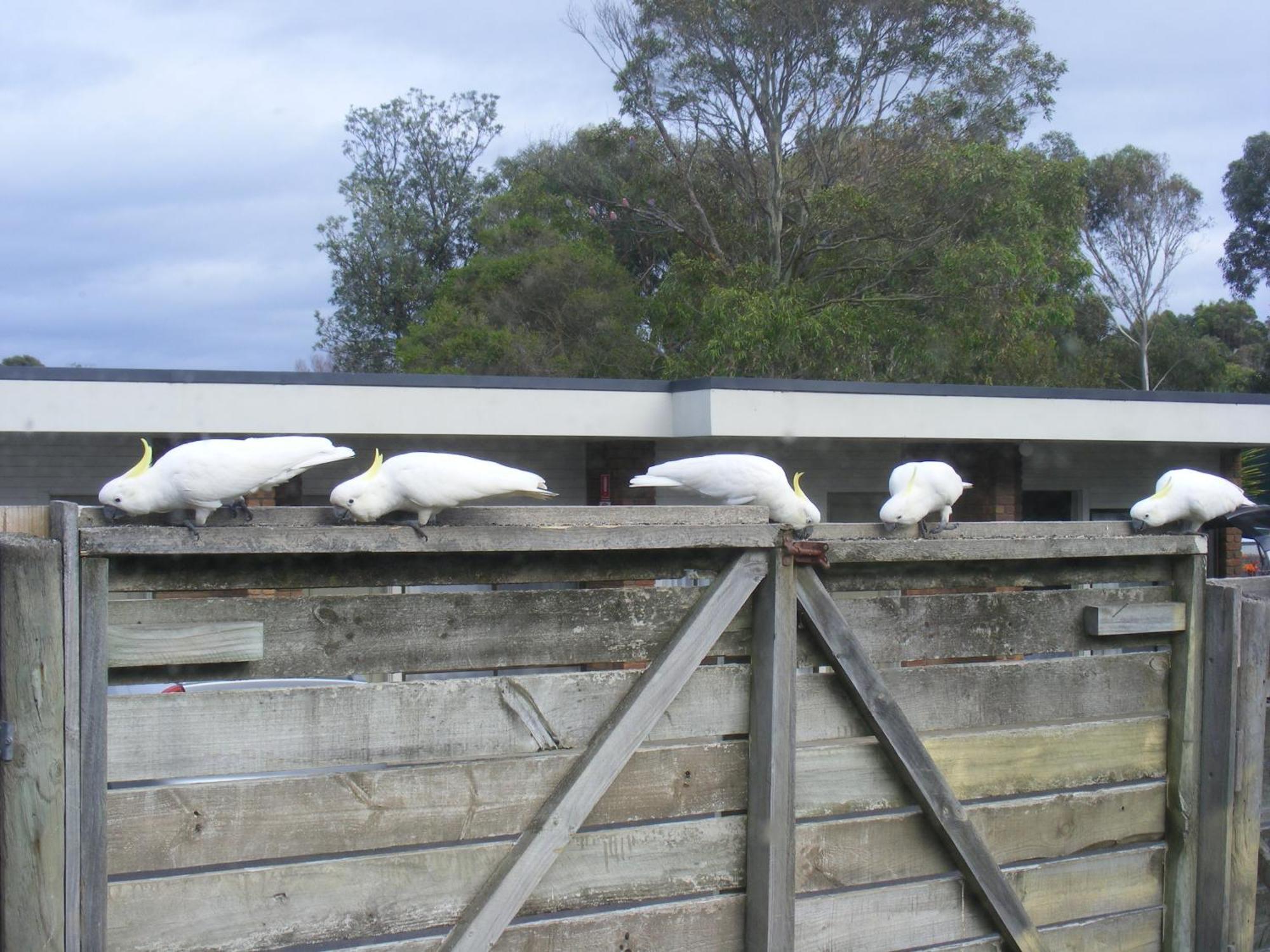 Motel Marengo Apollo Bay Dış mekan fotoğraf