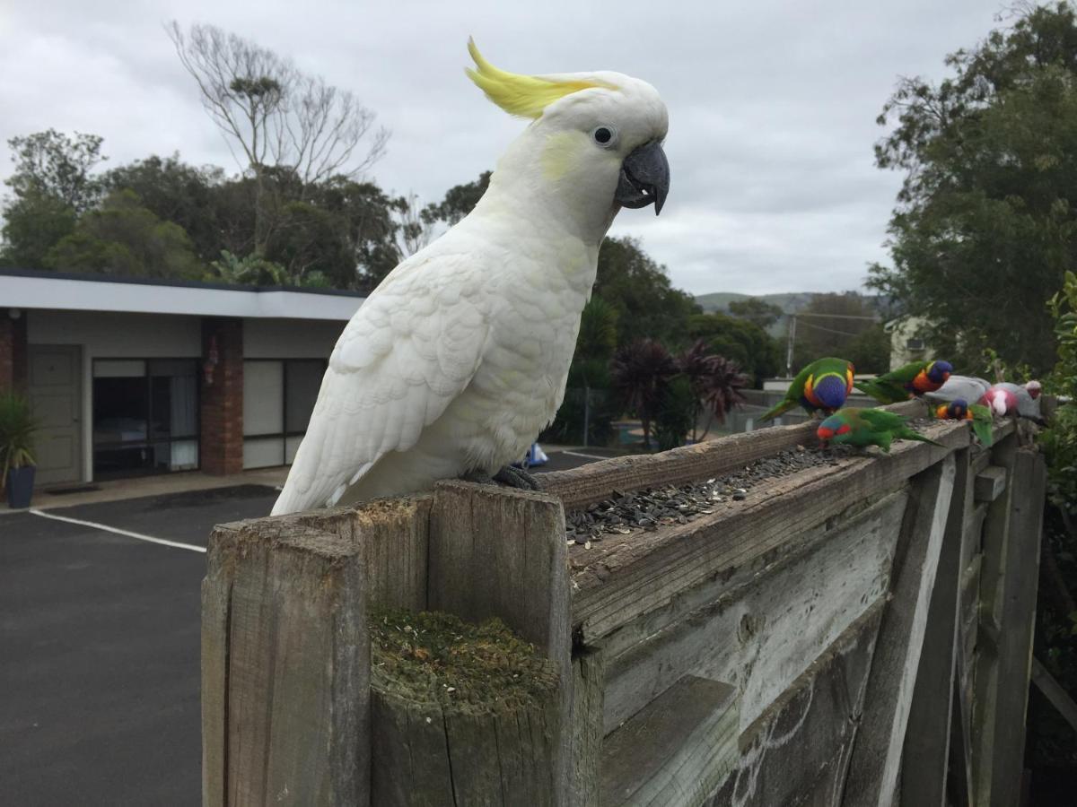 Motel Marengo Apollo Bay Dış mekan fotoğraf