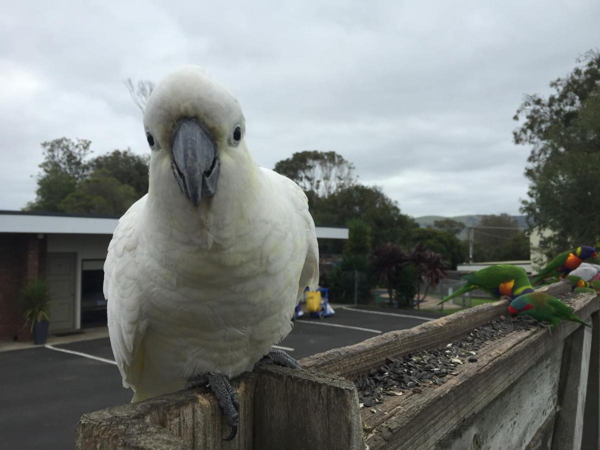 Motel Marengo Apollo Bay Dış mekan fotoğraf