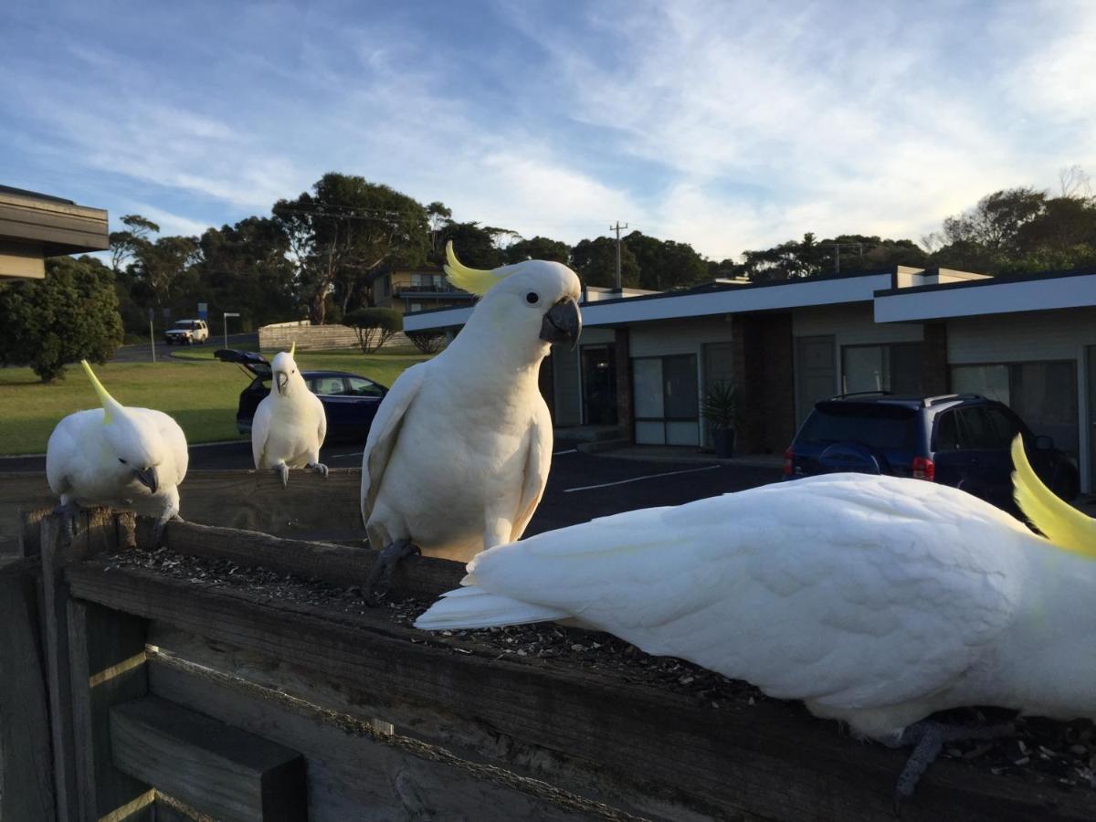 Motel Marengo Apollo Bay Dış mekan fotoğraf