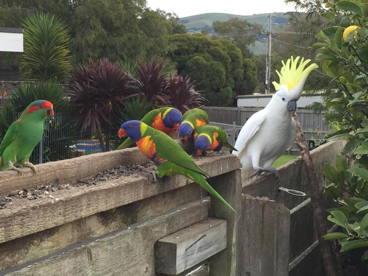 Motel Marengo Apollo Bay Dış mekan fotoğraf